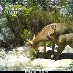 Klipspringer